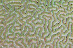 BD-110318-Puerto-Galera-3956-Platygyra-sp.-Ehrenberg.-1834-[Brain-coral].jpg